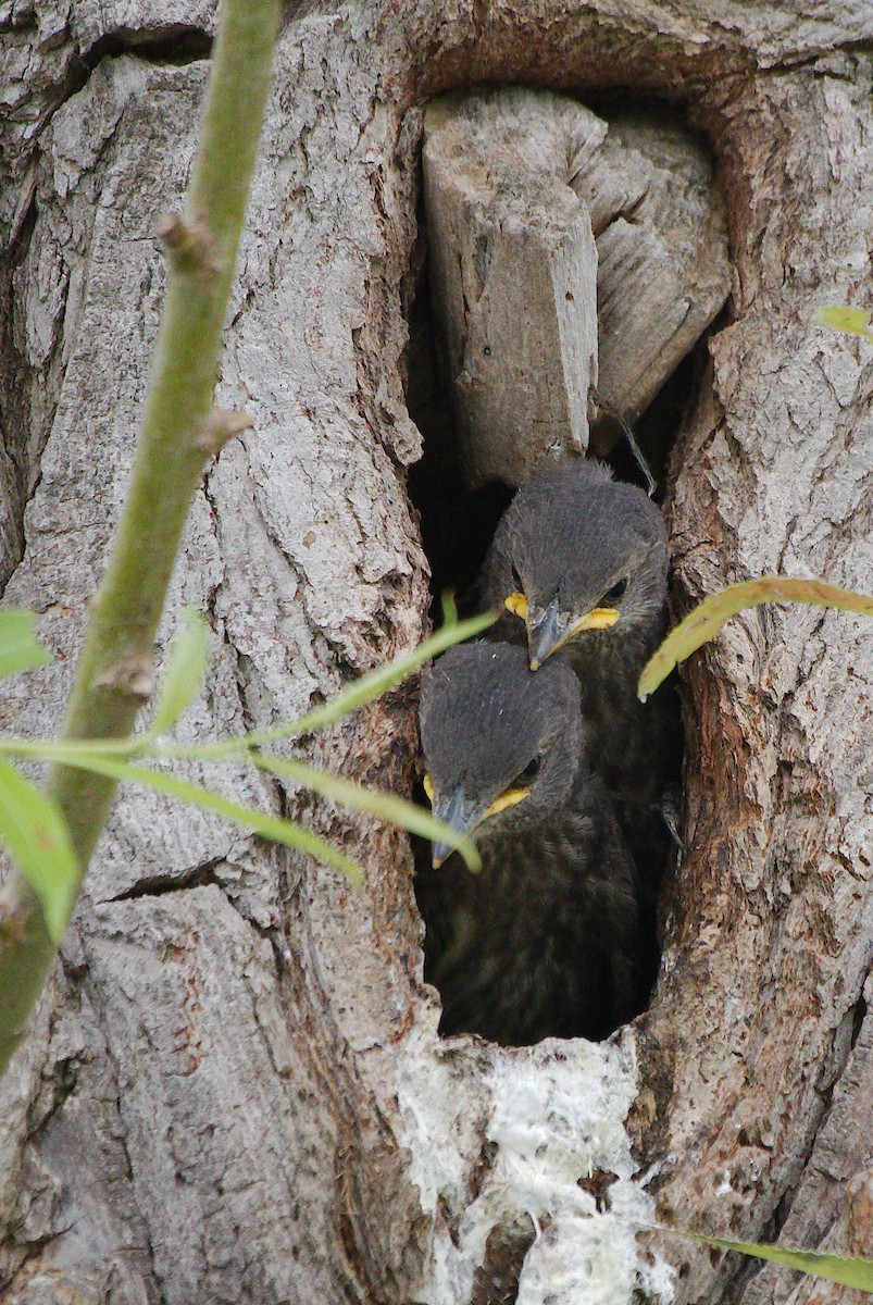 European Starling - ML620346079