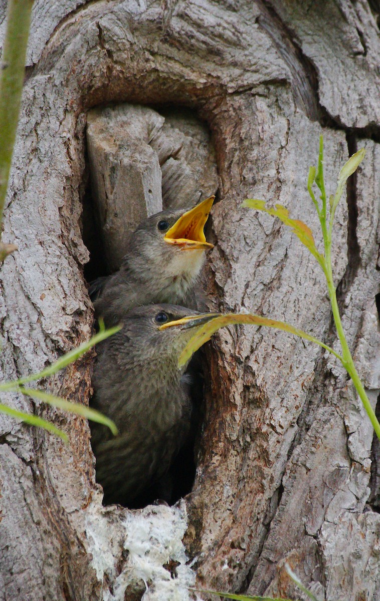 European Starling - ML620346080