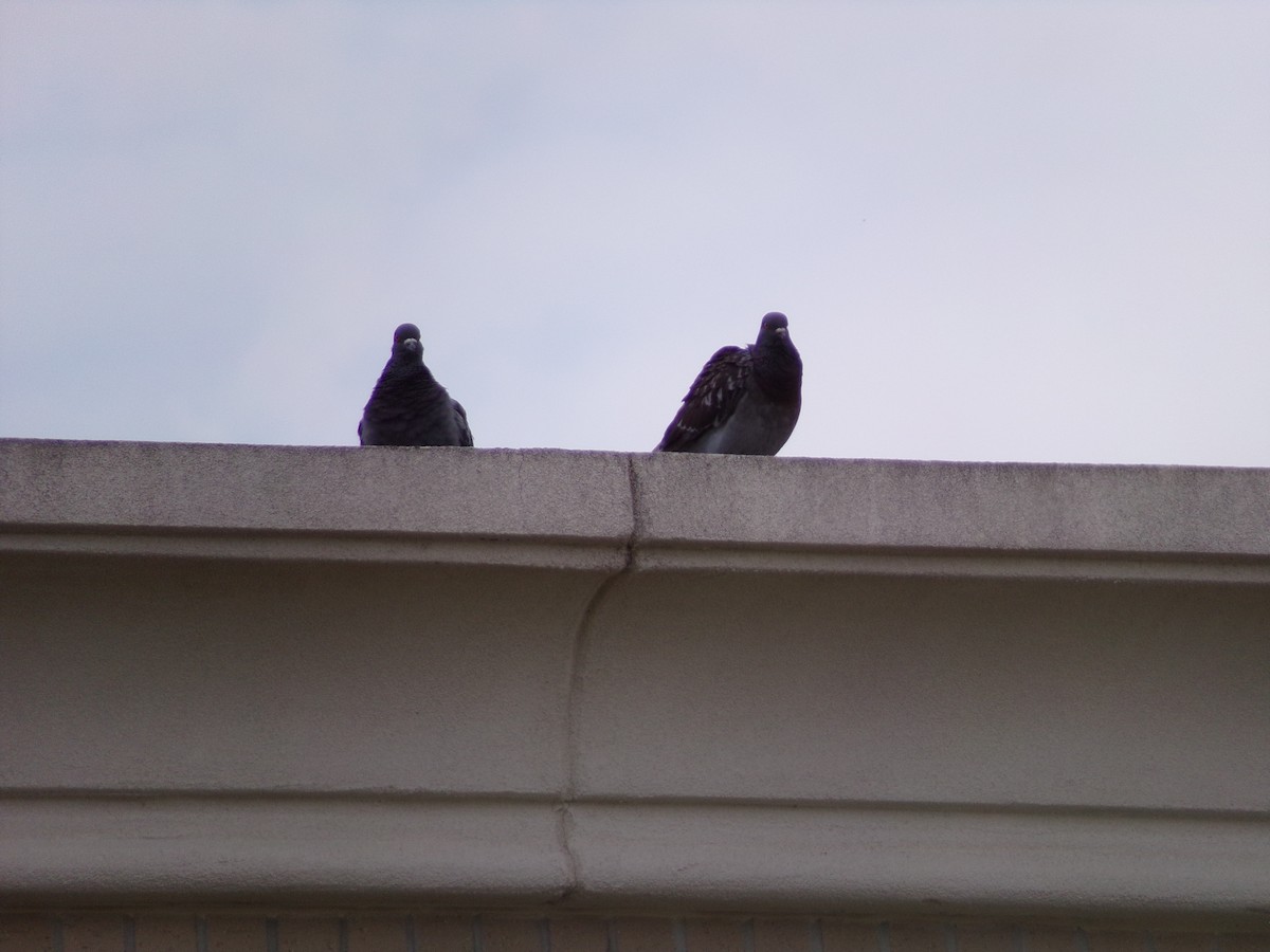 Rock Pigeon (Feral Pigeon) - ML620346082