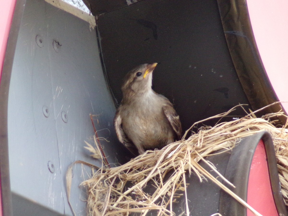 Moineau domestique - ML620346092