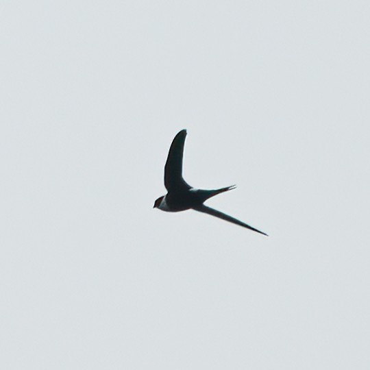 Lesser Swallow-tailed Swift - ML620346095