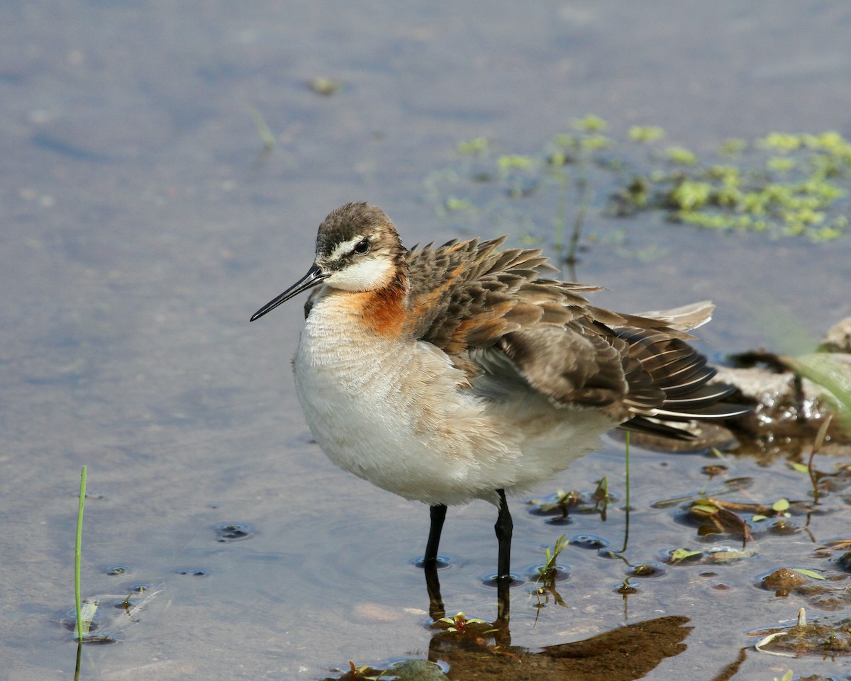 Wilson's Phalarope - David  Irons