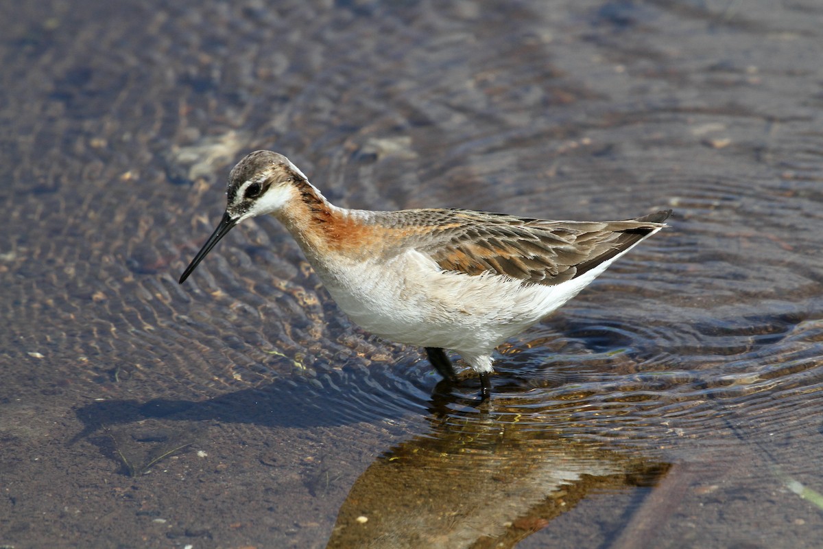 hvithalesvømmesnipe - ML620346099