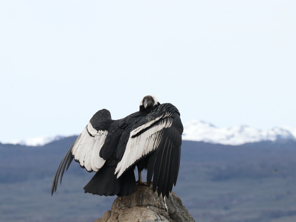 Condor des Andes - ML620346105