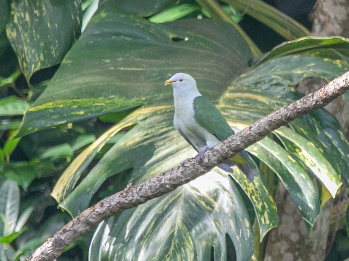 Gray-green Fruit-Dove - ML620346114