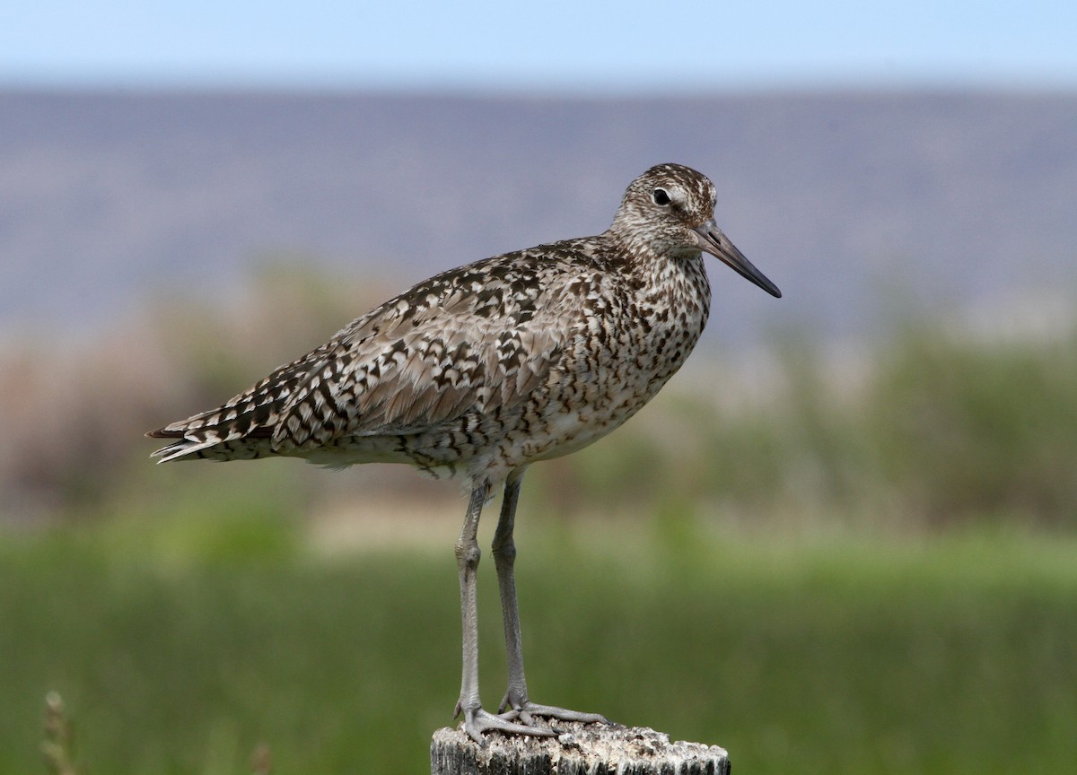 Willet - ML620346116