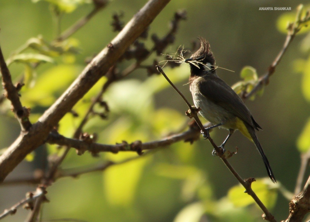 Bulbul à joues blanches - ML620346127