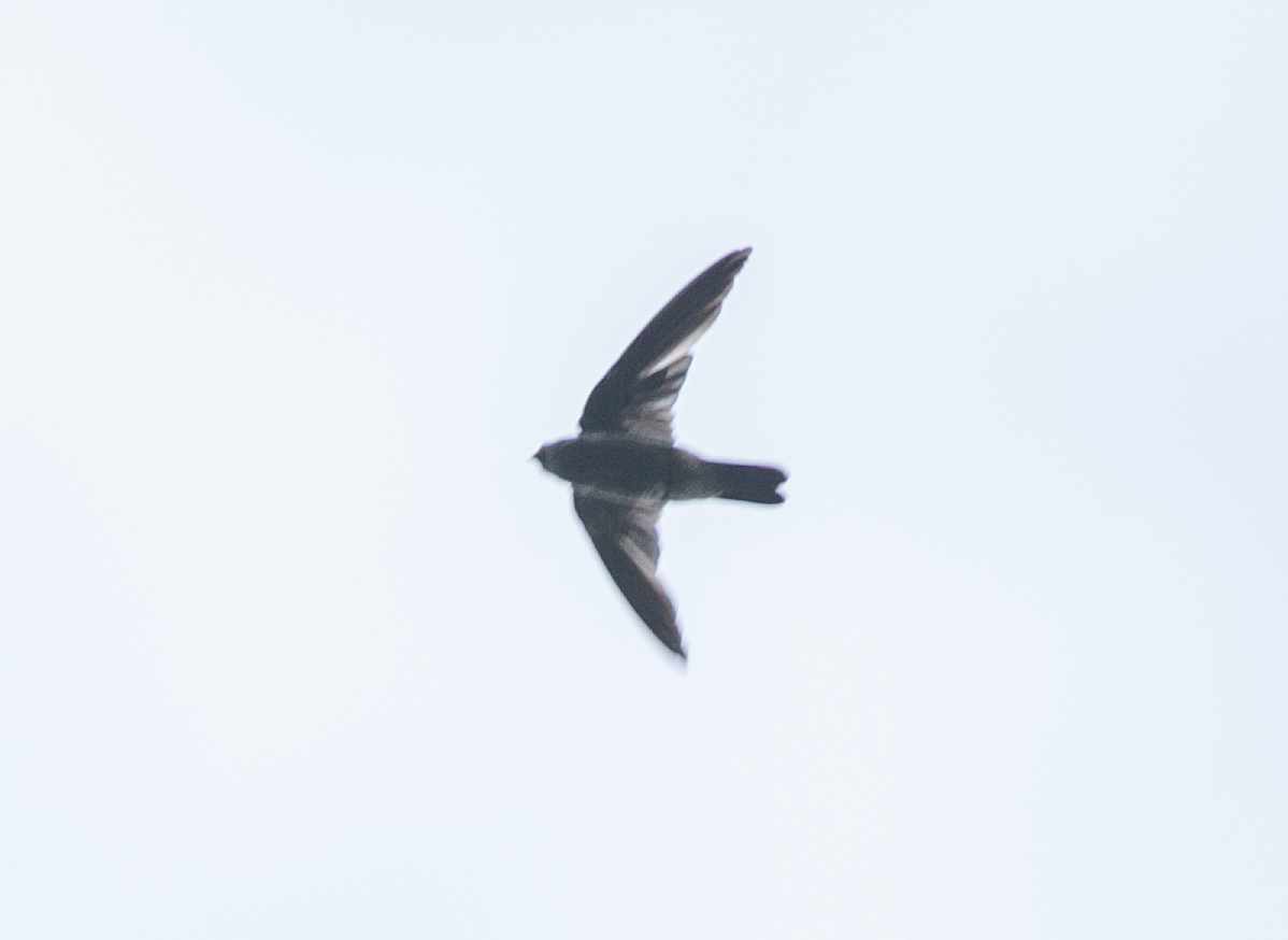 Tahiti Swiftlet - ML620346136