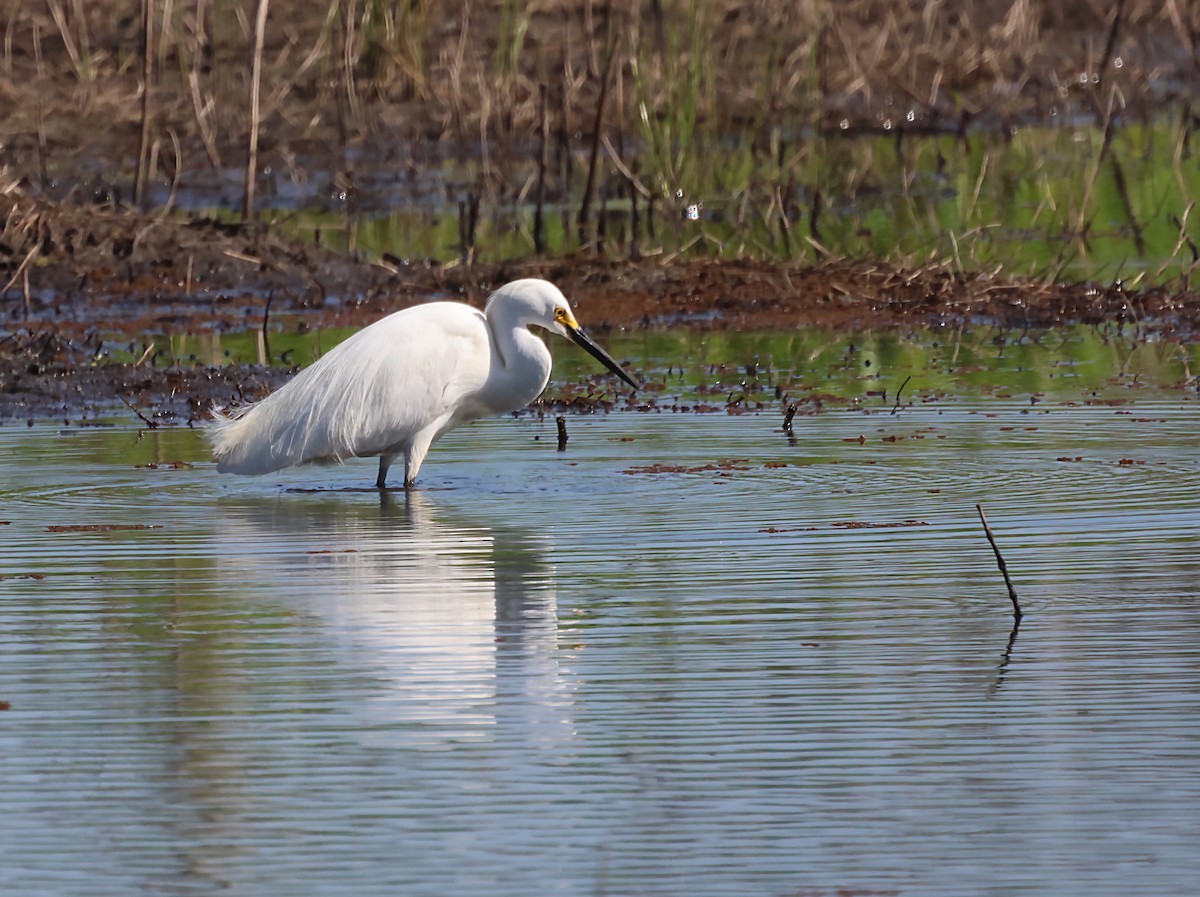 Snowy Egret - ML620346147