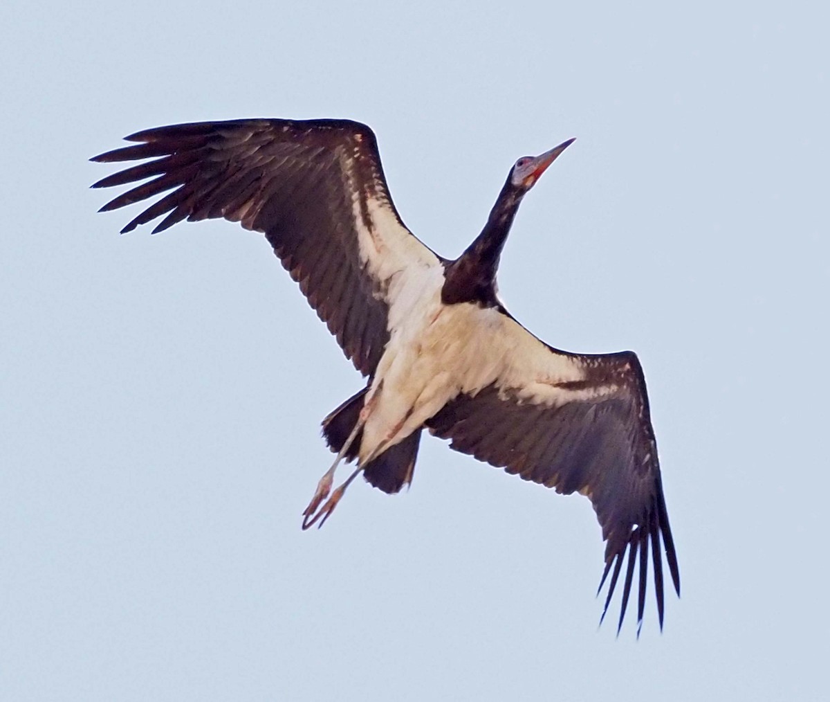 Abdim's Stork - ML620346149