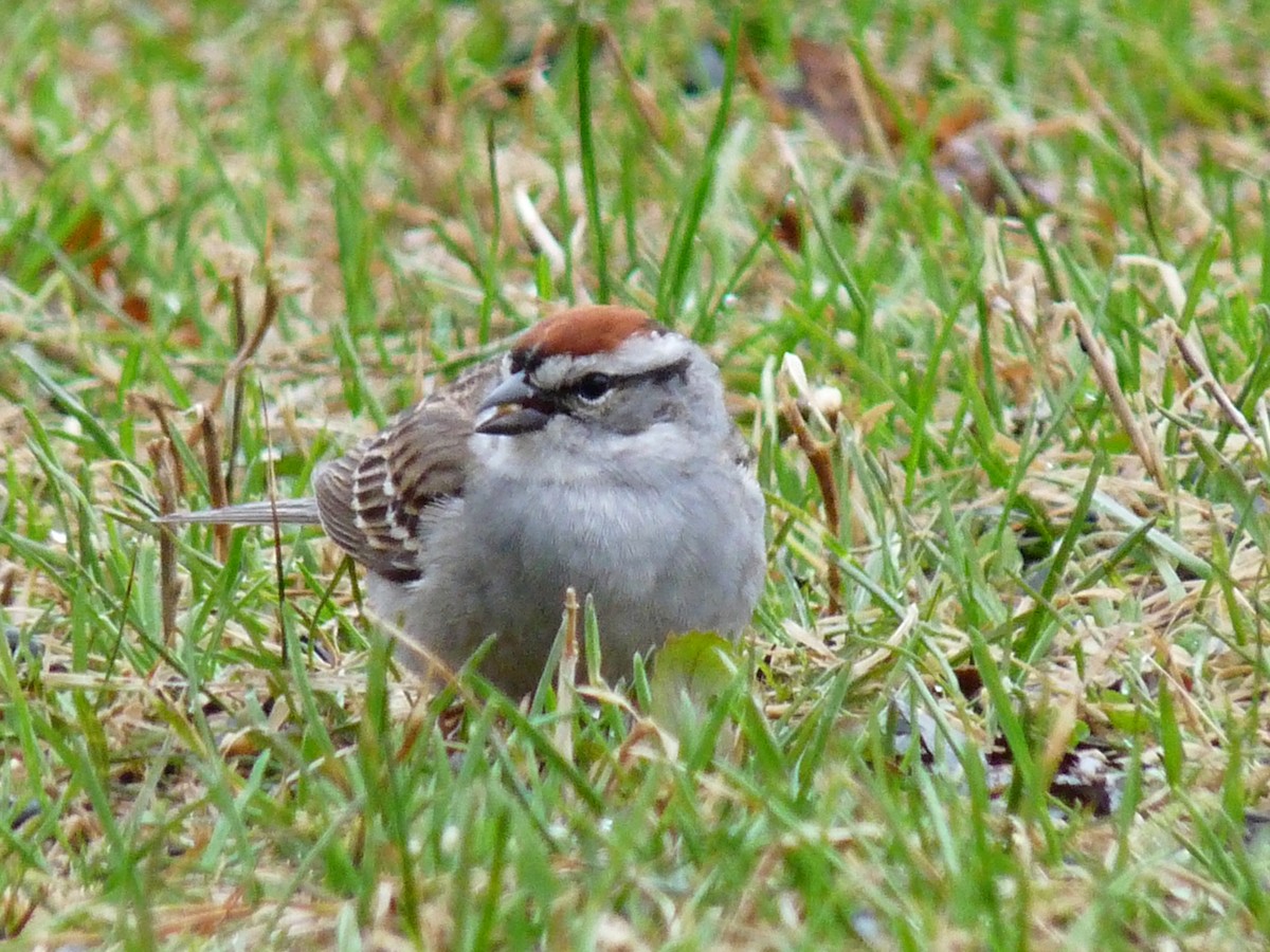 Chipping Sparrow - ML620346156