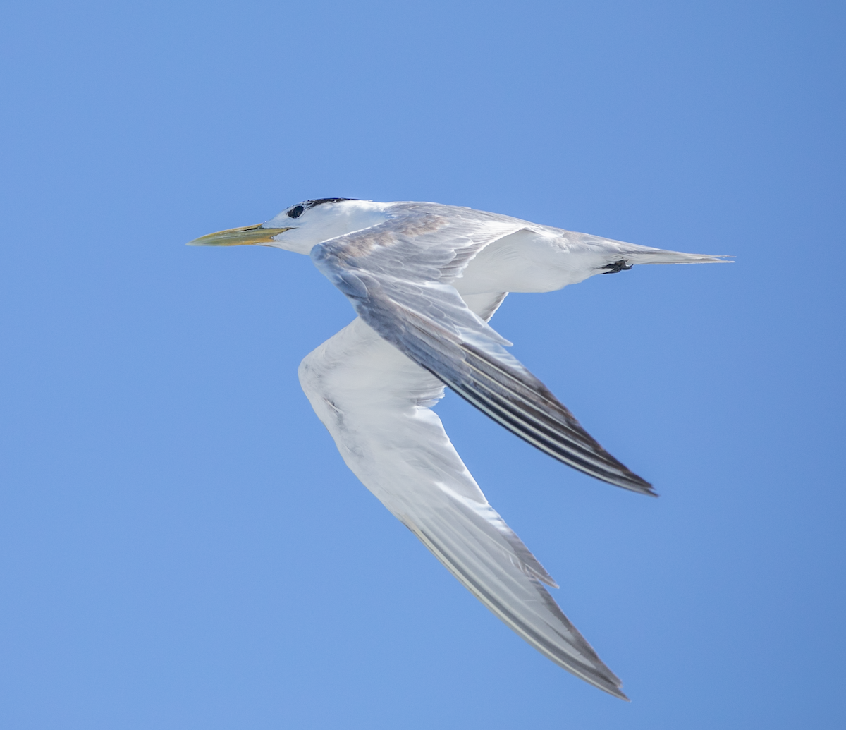 Great Crested Tern - ML620346158