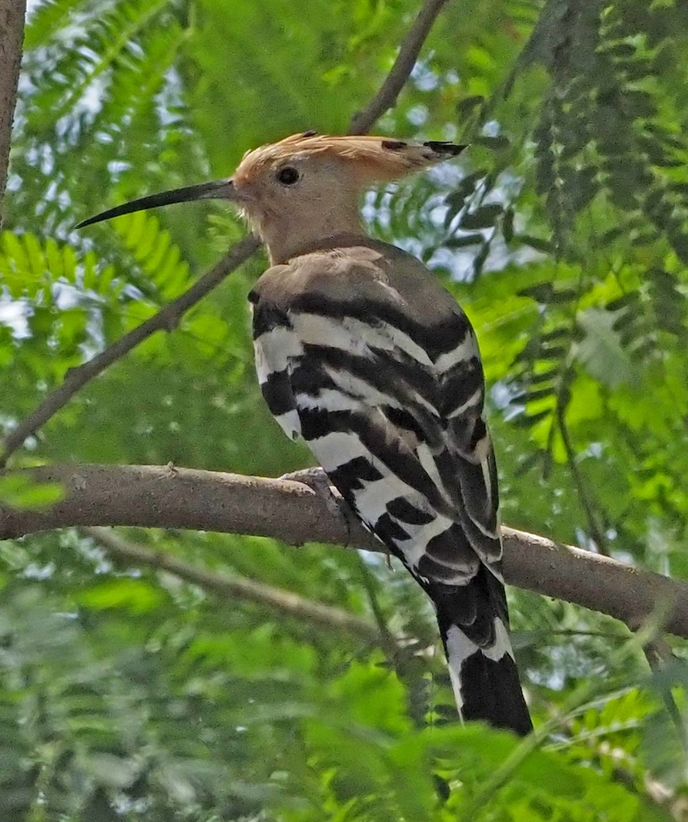 Eurasian Hoopoe - ML620346163