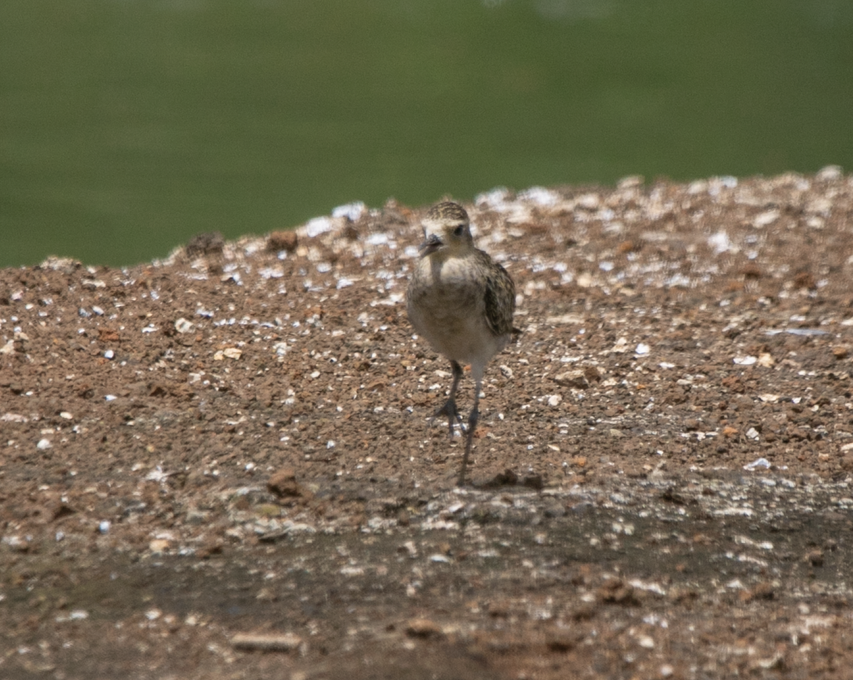 Pacific Golden-Plover - ML620346179