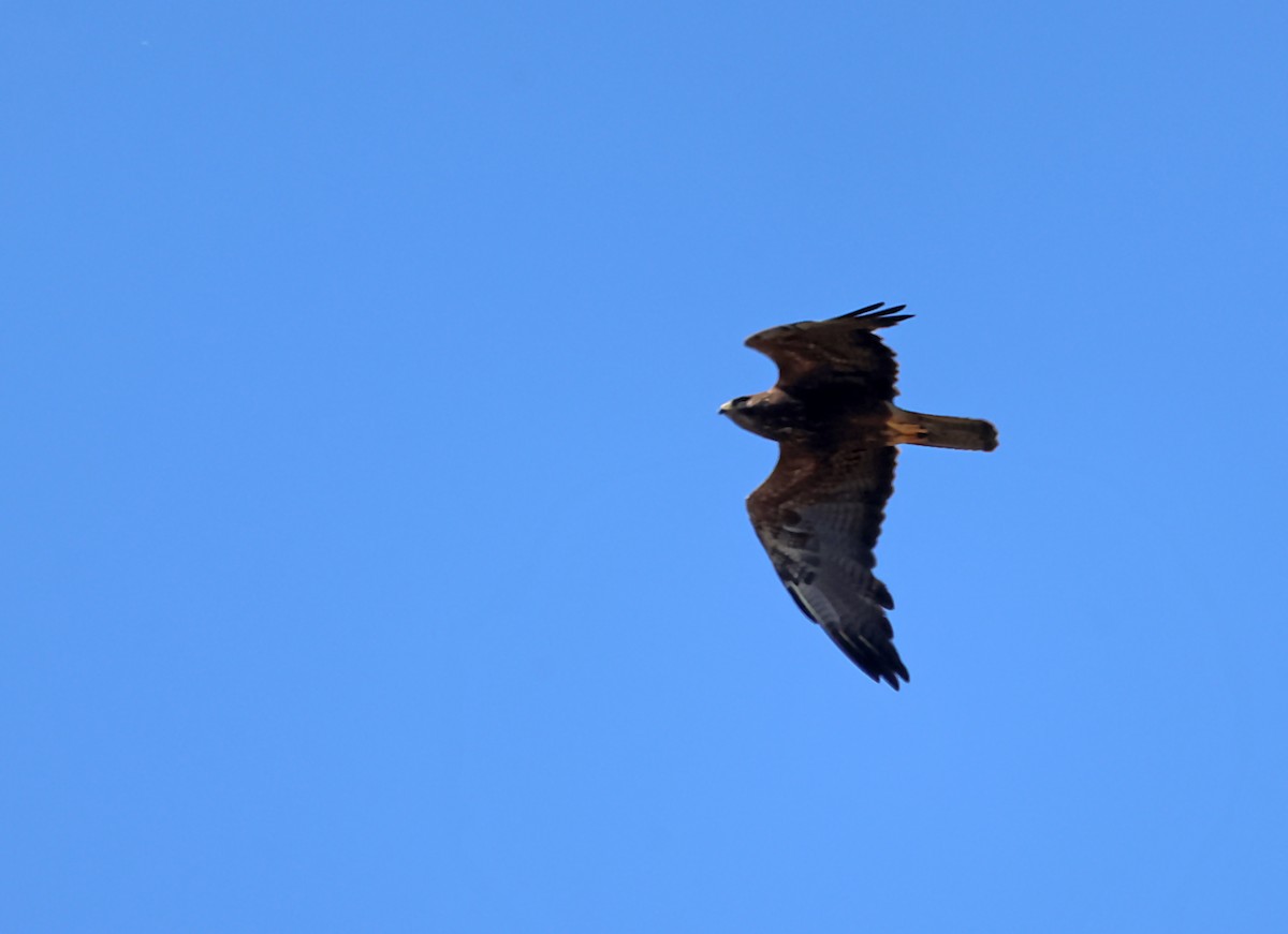 Swainson's Hawk - ML620346182