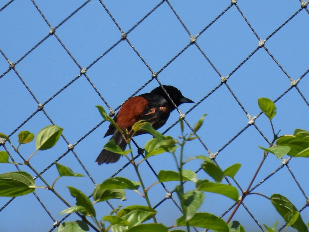 Orchard Oriole - ML620346183
