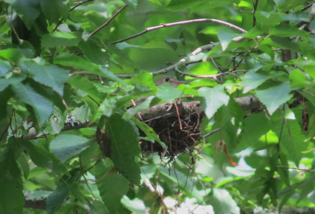 Acadian Flycatcher - ML620346186