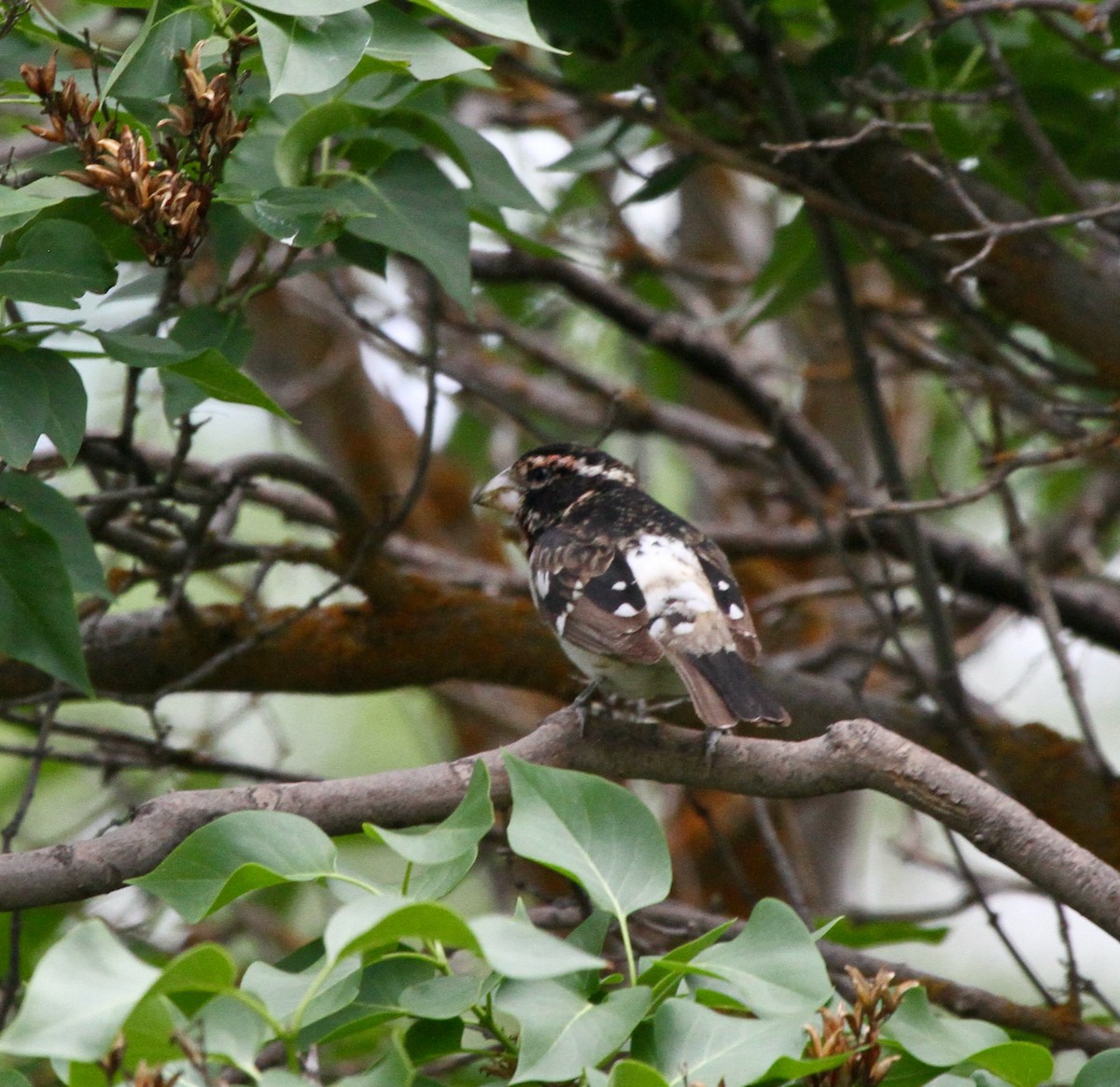 Rose-breasted Grosbeak - ML620346187