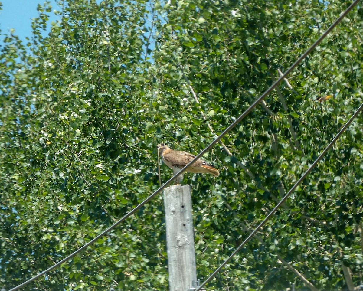 Red-tailed Hawk - ML620346192