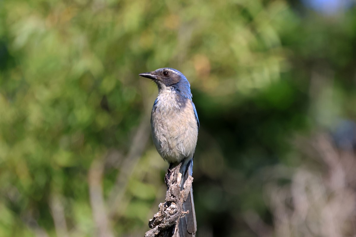 California Scrub-Jay - ML620346193