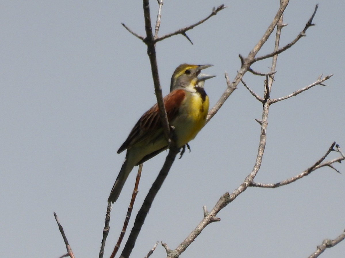 Dickcissel d'Amérique - ML620346195