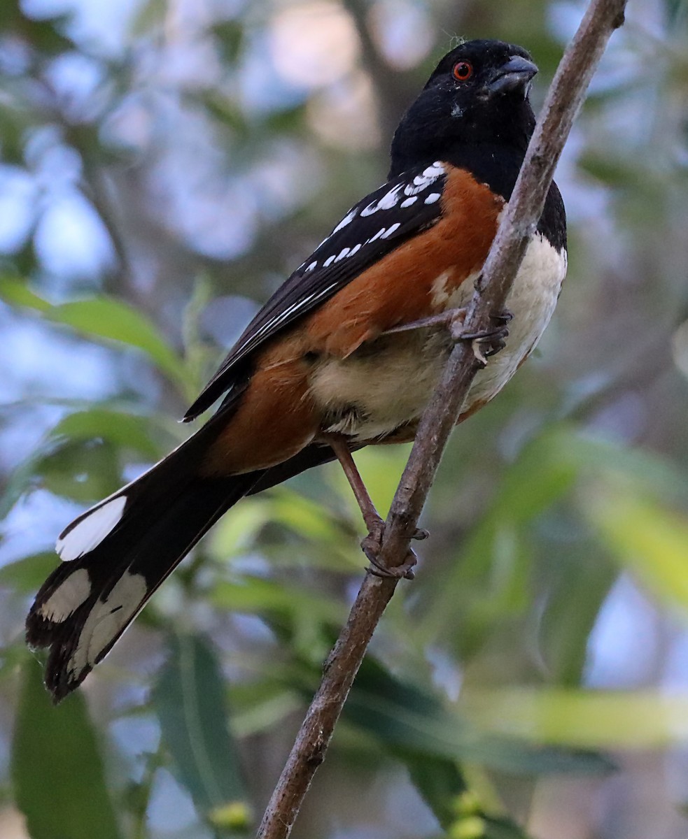 Spotted Towhee - ML620346215