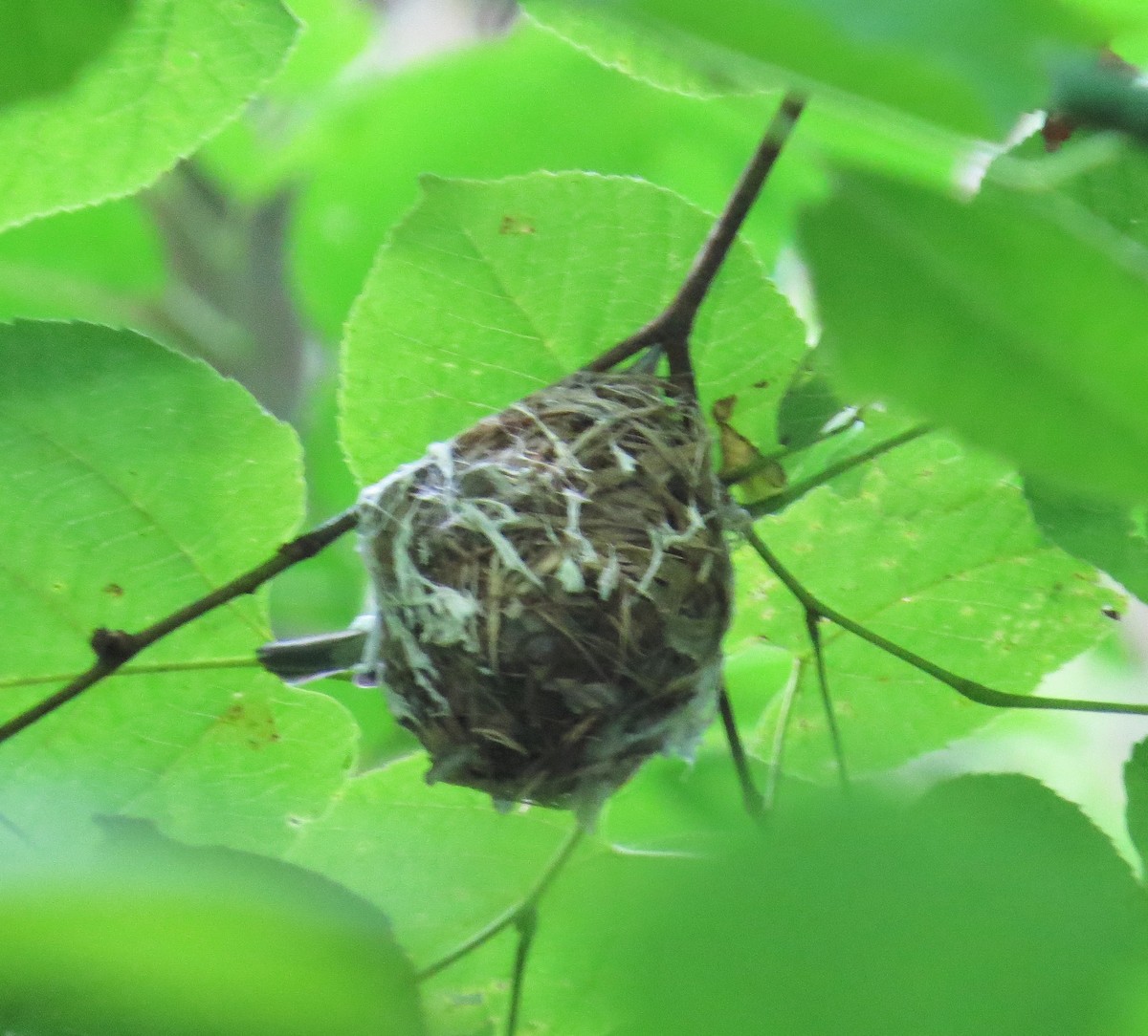Red-eyed Vireo - ML620346238