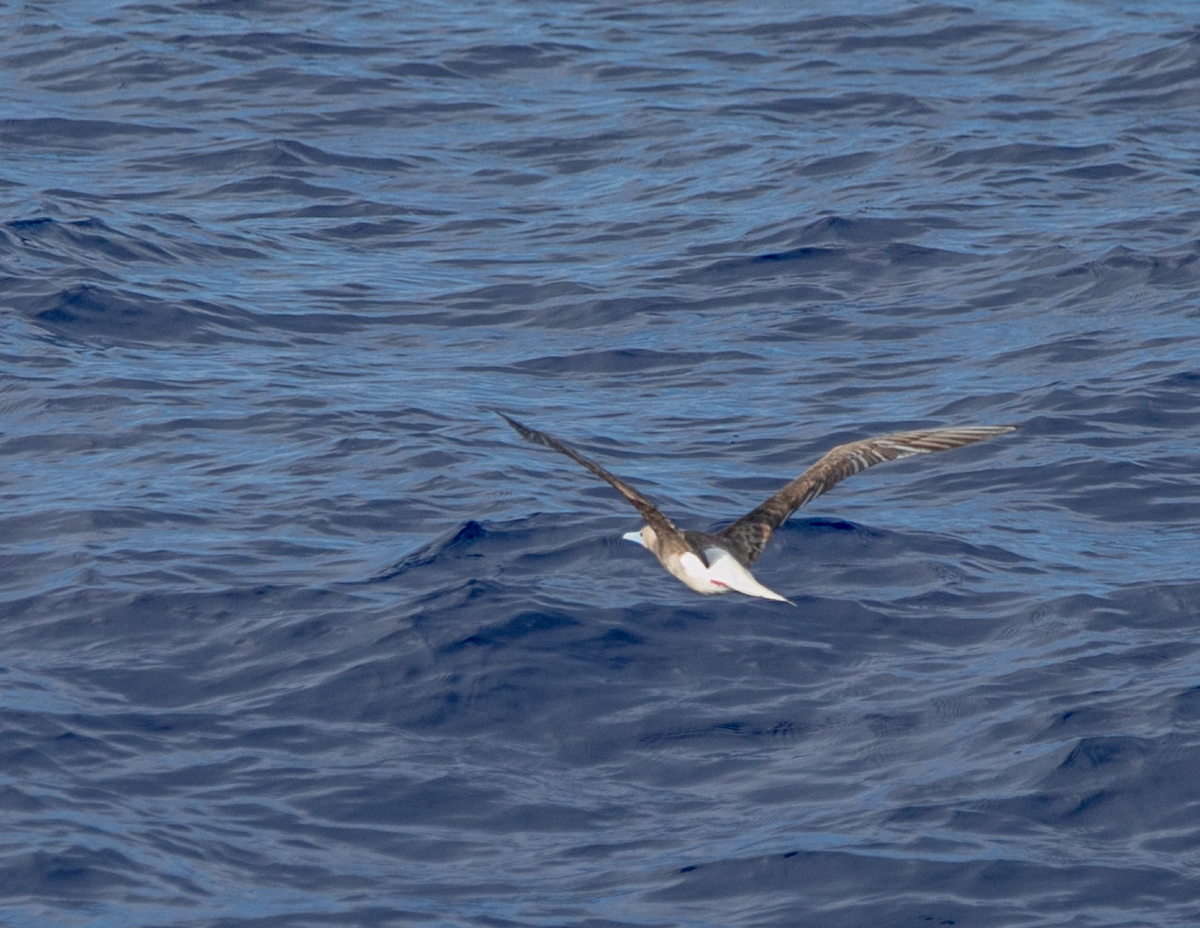 Red-footed Booby - ML620346242
