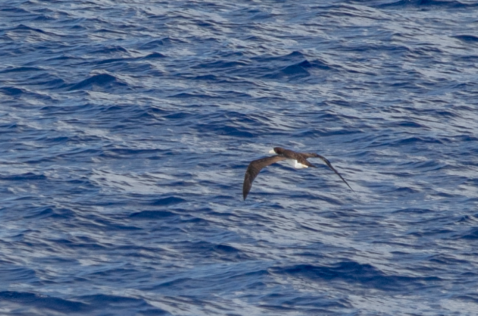 Brown Booby - ML620346243