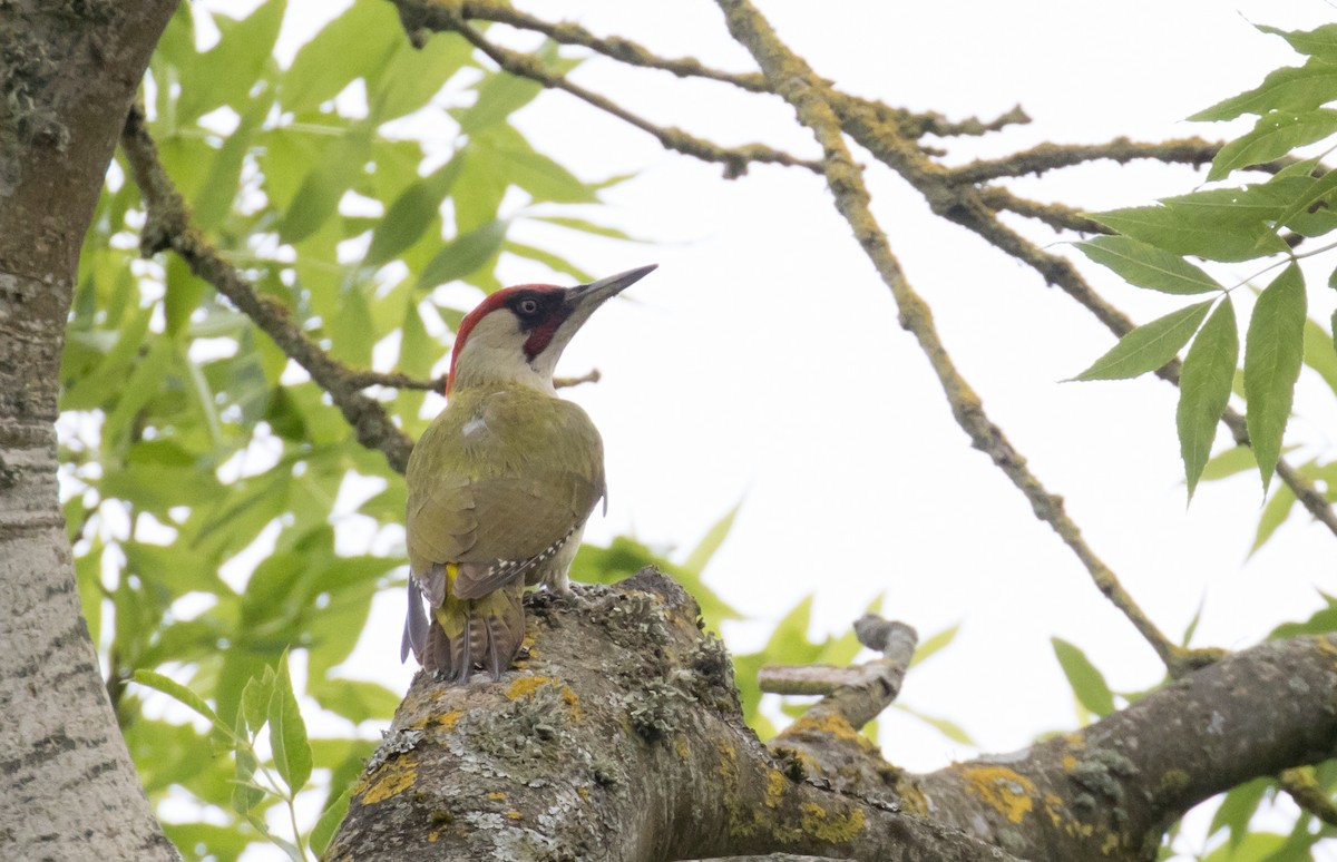 Eurasian Green Woodpecker - ML620346250