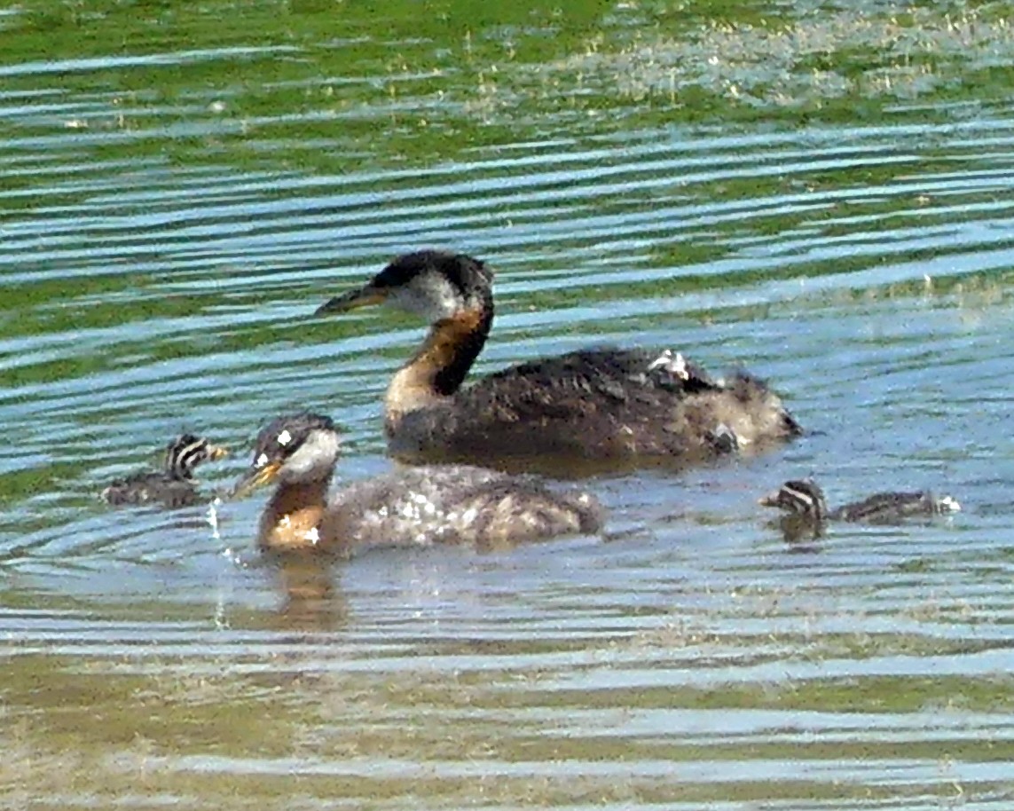 Red-necked Grebe - ML620346254