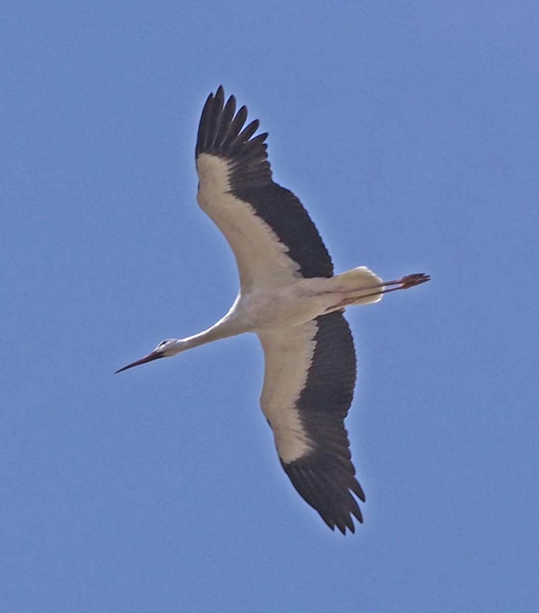 White Stork - ML620346267