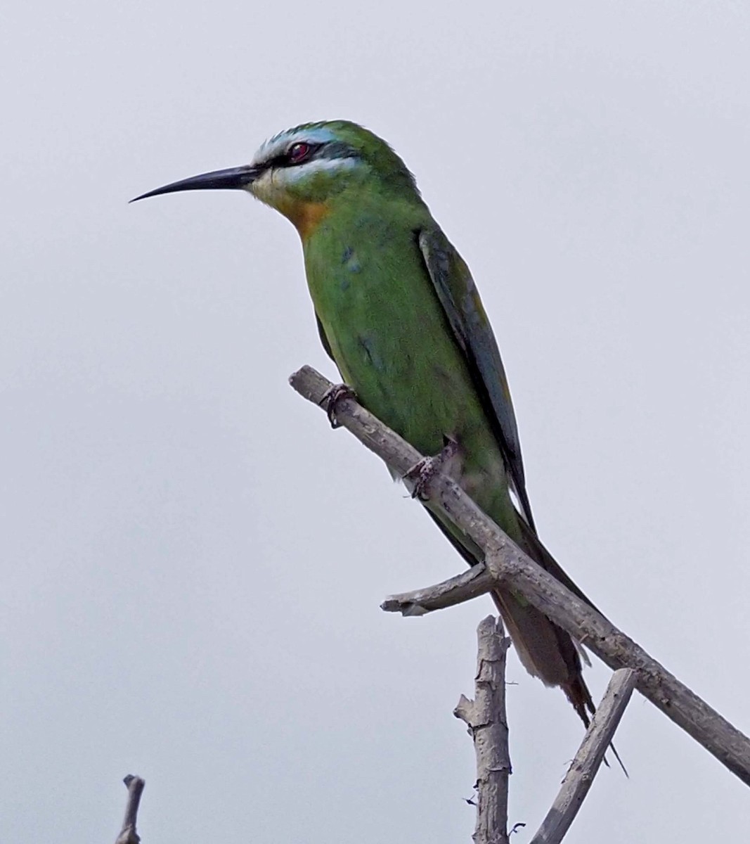 Blue-cheeked Bee-eater - ML620346274
