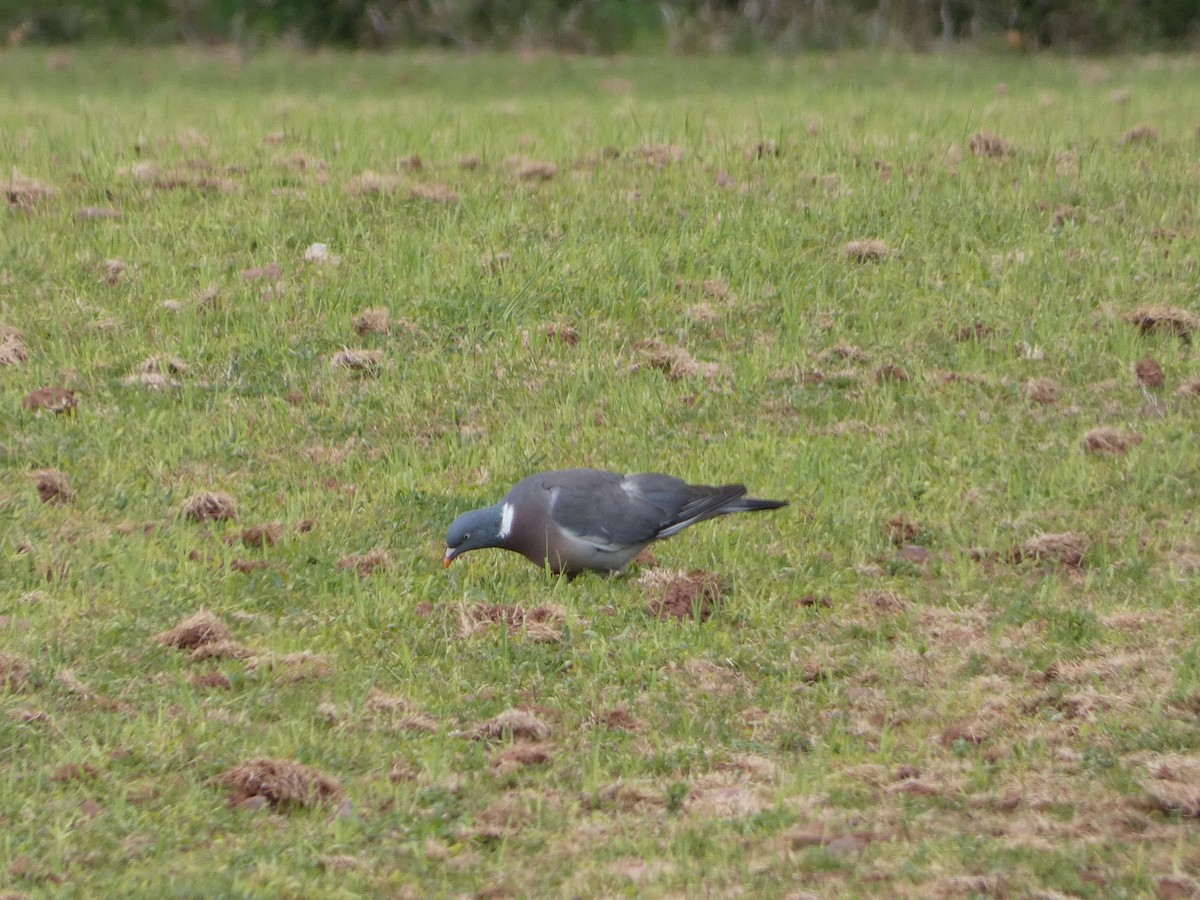 Common Wood-Pigeon - ML620346275