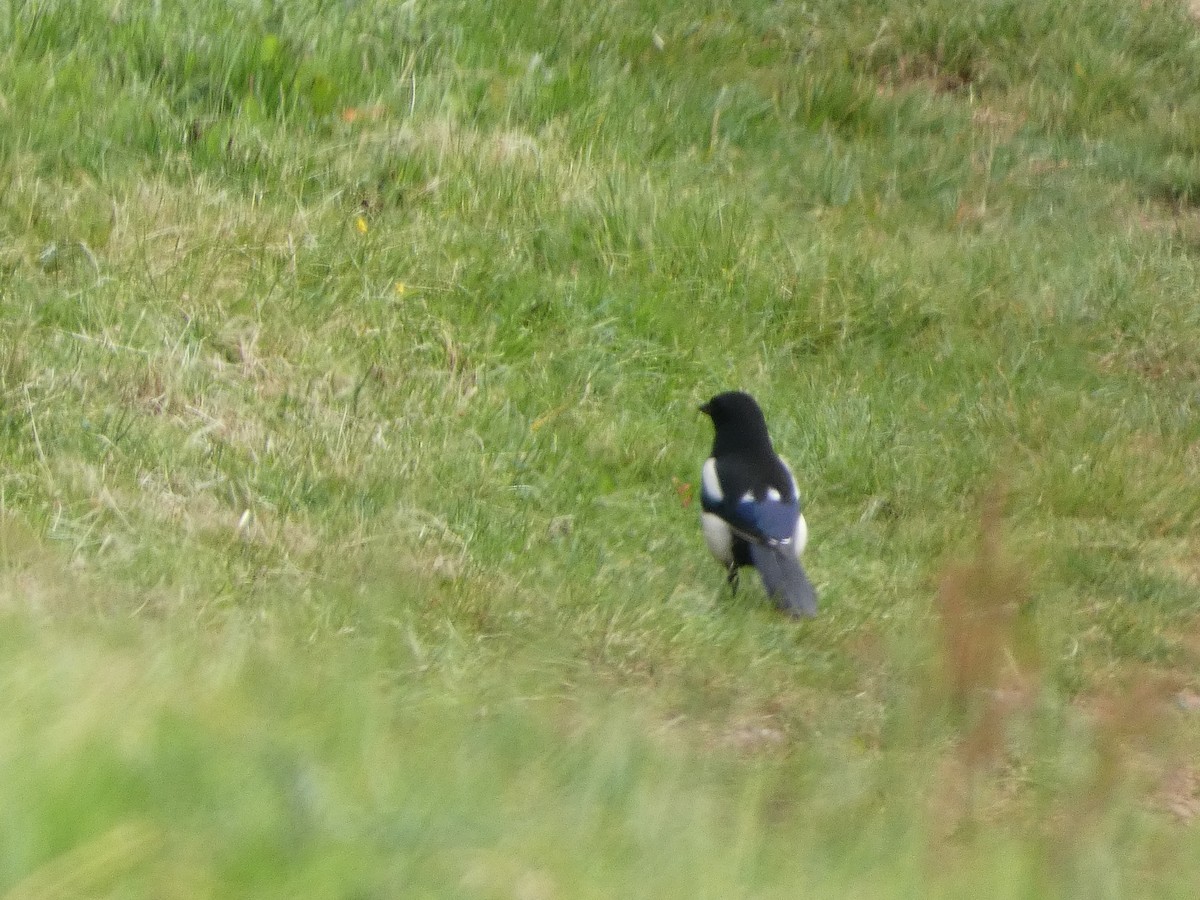 Eurasian Magpie - ML620346279