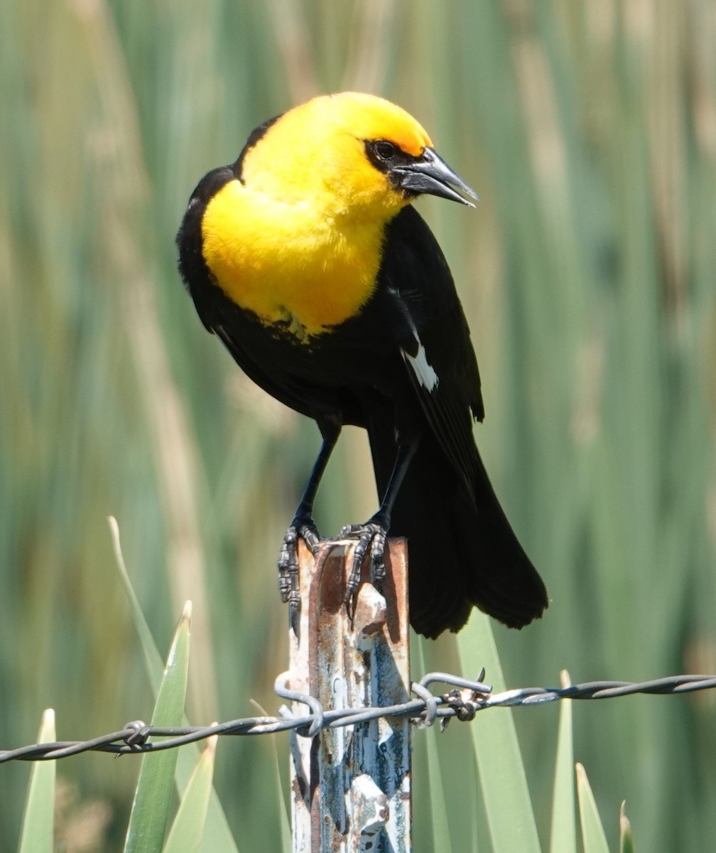 Yellow-headed Blackbird - ML620346283