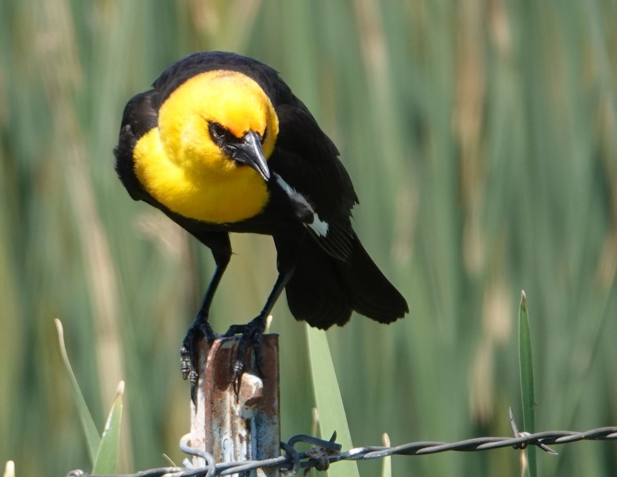 Yellow-headed Blackbird - ML620346284