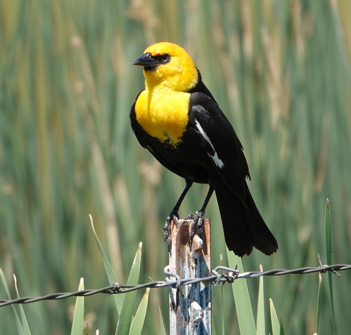 Yellow-headed Blackbird - ML620346285