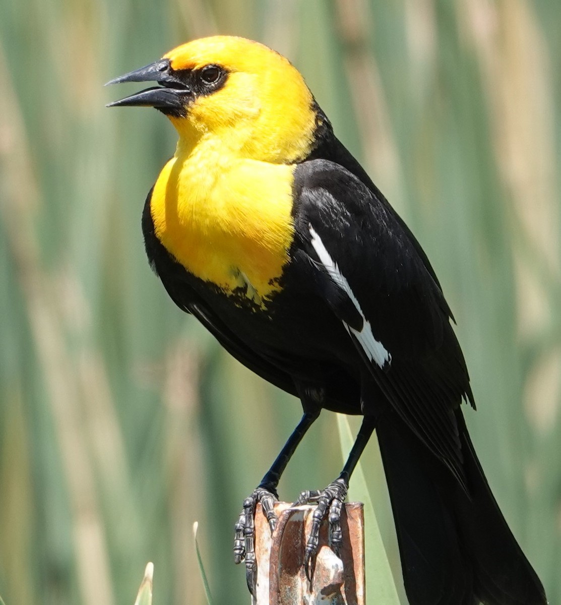 Yellow-headed Blackbird - ML620346286