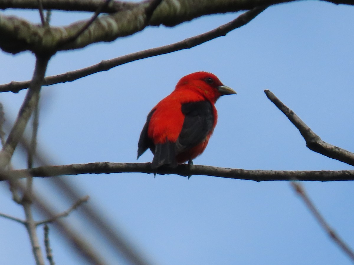 Scarlet Tanager - ML620346288
