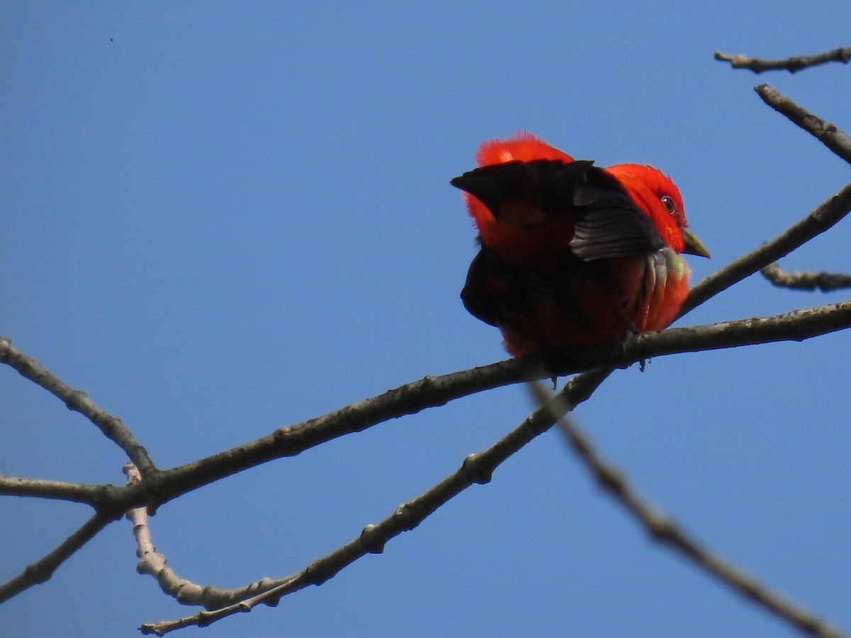 Scarlet Tanager - ML620346290
