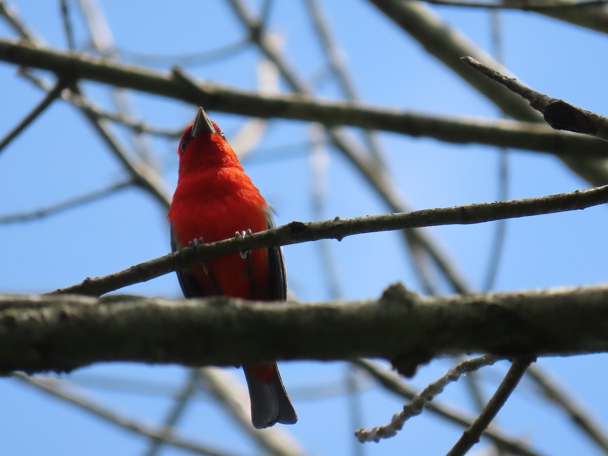 Scarlet Tanager - ML620346291