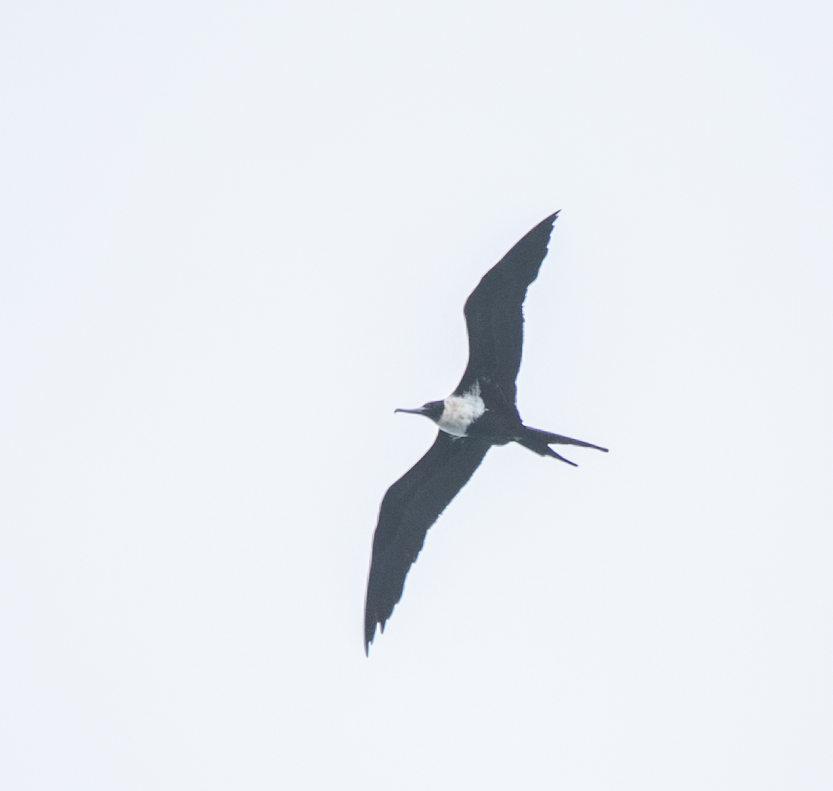 Lesser Frigatebird - ML620346307