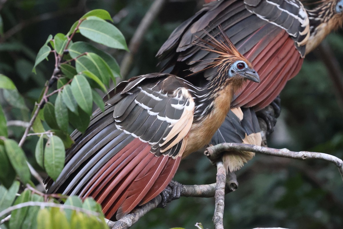 Hoatzin - ML620346308