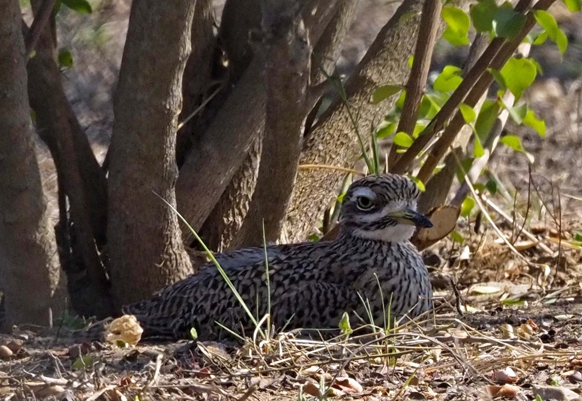 Spotted Thick-knee - Tony Conway