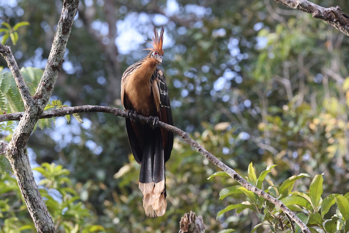 Hoatzin - ML620346316