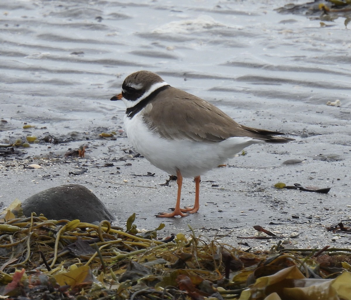 Common Ringed Plover - ML620346318