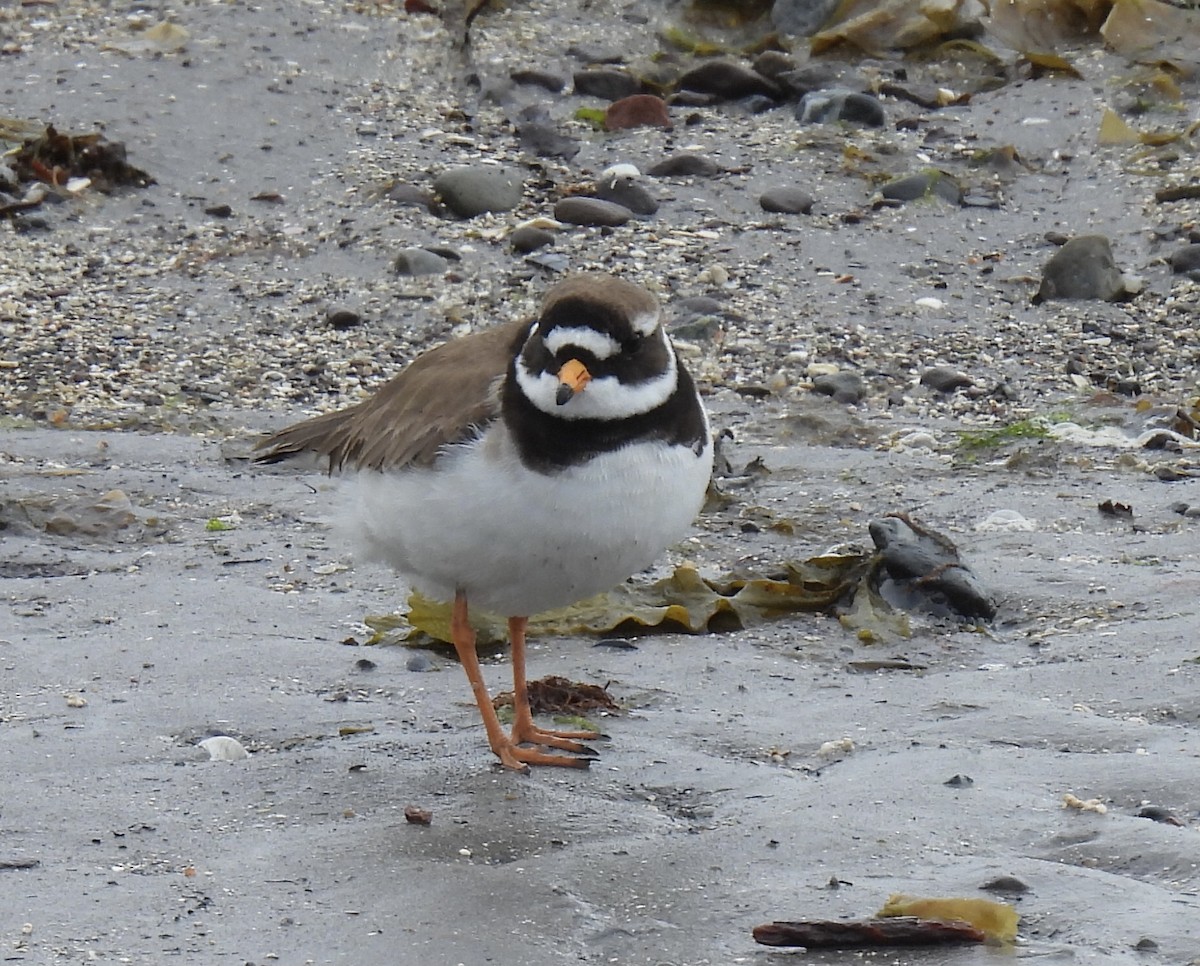 Common Ringed Plover - ML620346319
