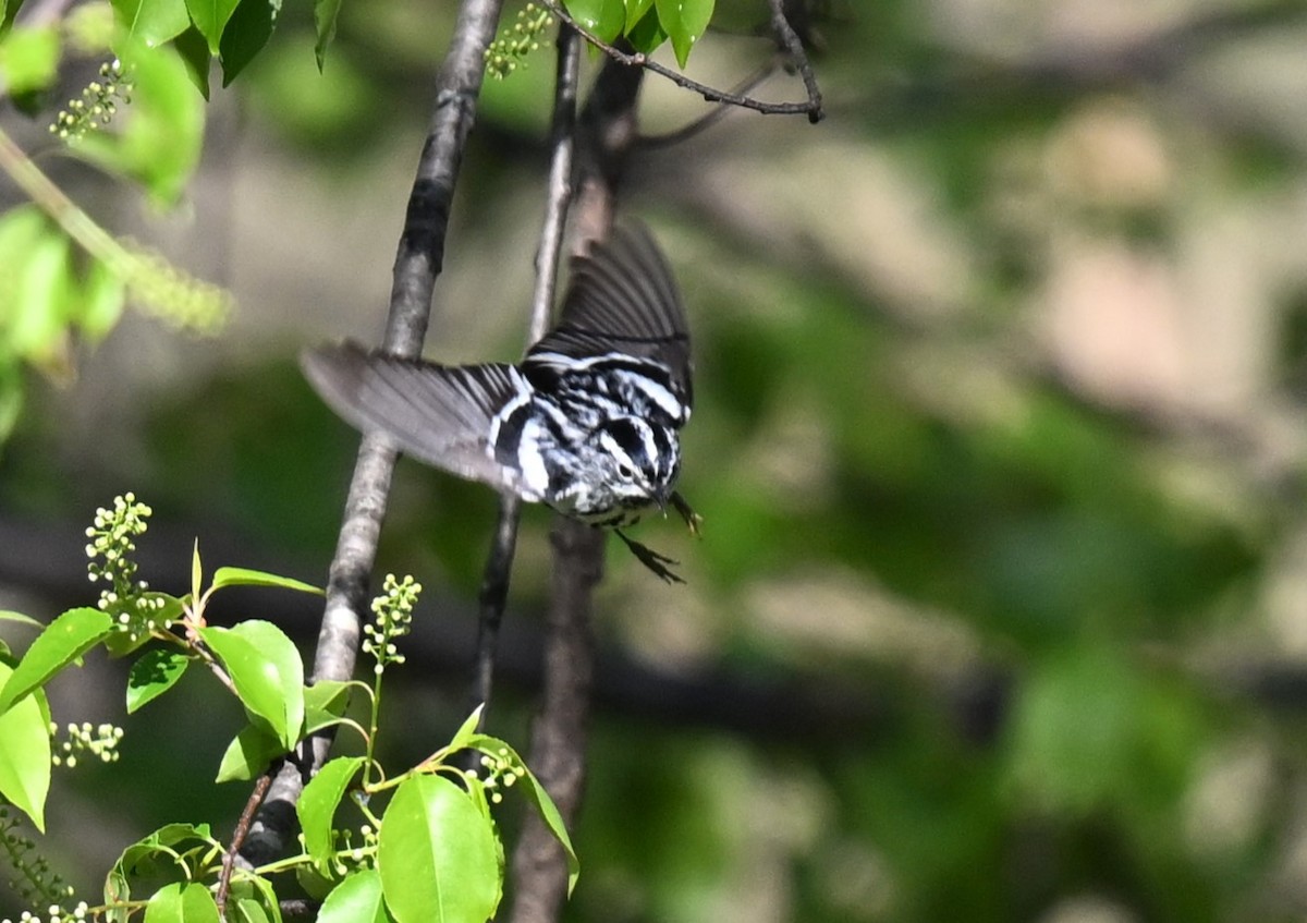 Black-and-white Warbler - ML620346321
