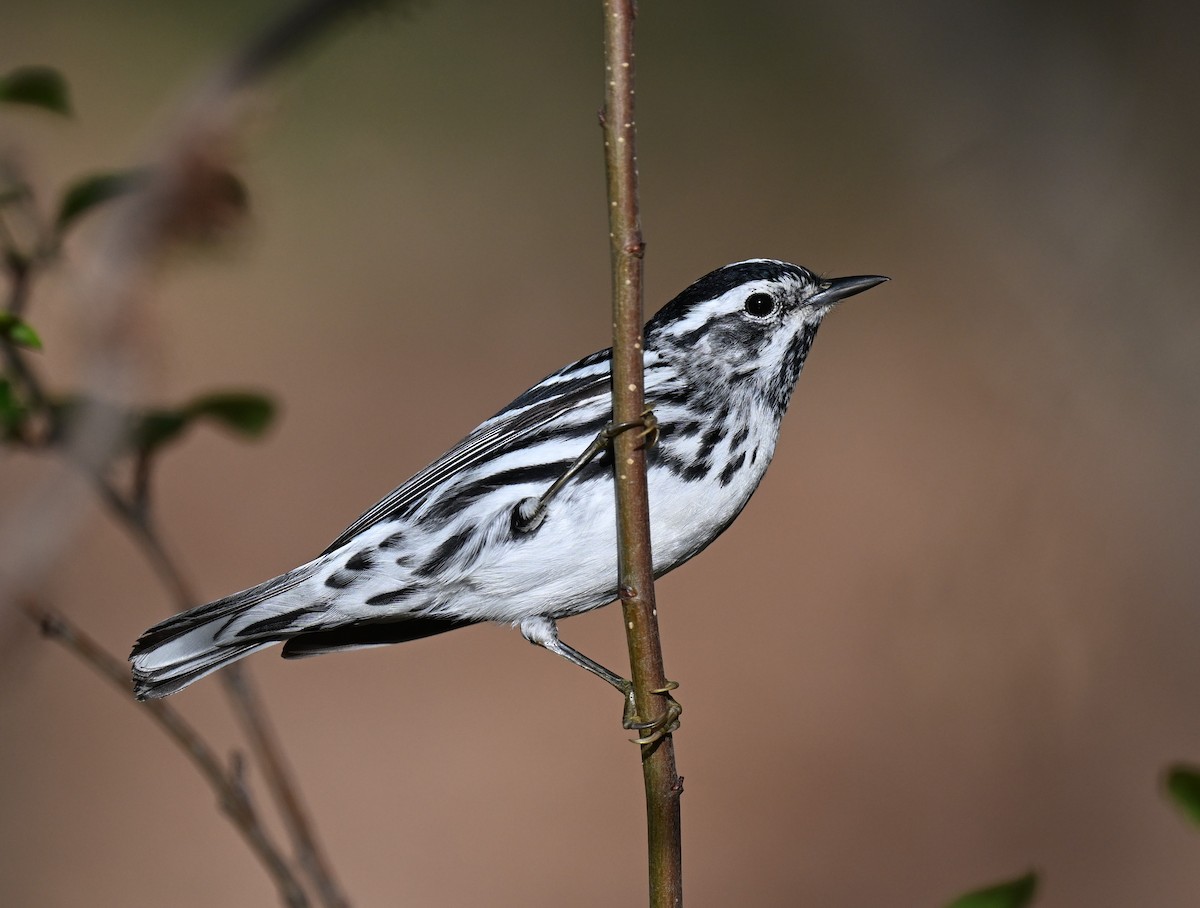 Black-and-white Warbler - ML620346322